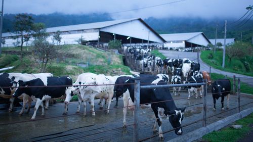 Sehari Di Peternakan Sapi Perah: Apa yang Dimasukkan ke dalam Sebungkus Susu Segar?