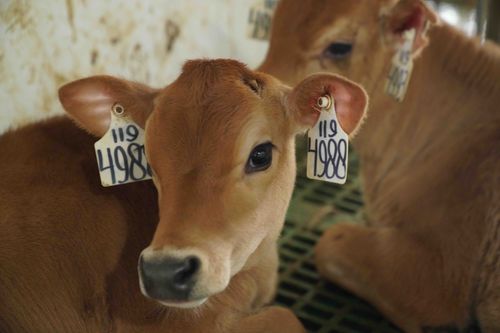 Psst! Sapi Jersey Penghasil Susu Terbaik Cuma Ada di Greenfields Lho!